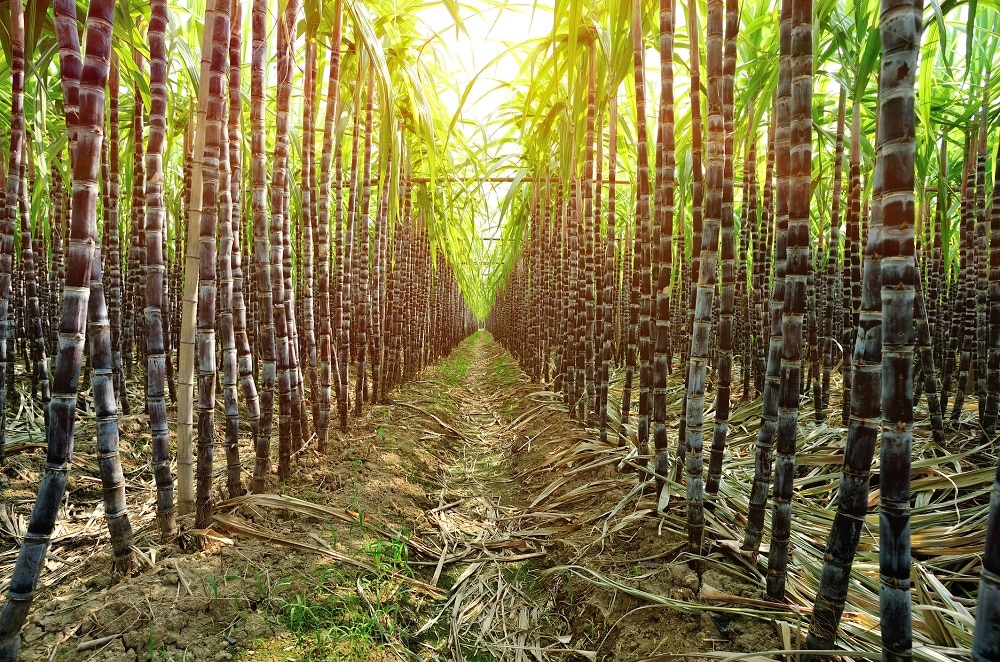 brazilian icumsa 45 sugar suppliers