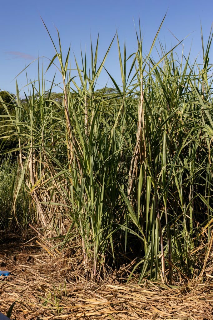 Close up sugarcane plants of the species saccharum officinarum