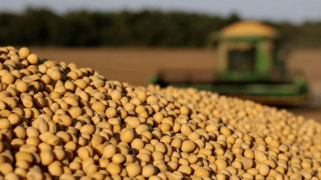 Brazilian soybeans