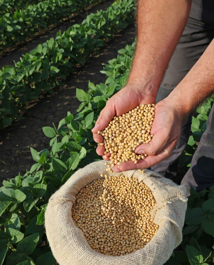 Soybeans